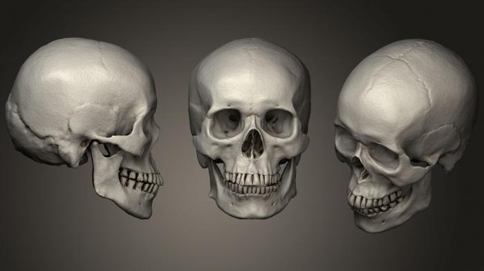 Anatomy of skeletons and skulls (ANTM_1035) 3D model for CNC machine